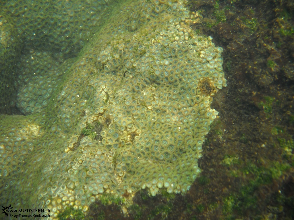 Coral - Underwater Galapagos 2010 -DSCN5563